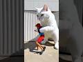 O Gato Pegou Ele Funny Comedy Shorts 