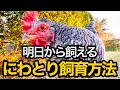 25 ++ にわとり 飼育 200906-鶏 飼育環境