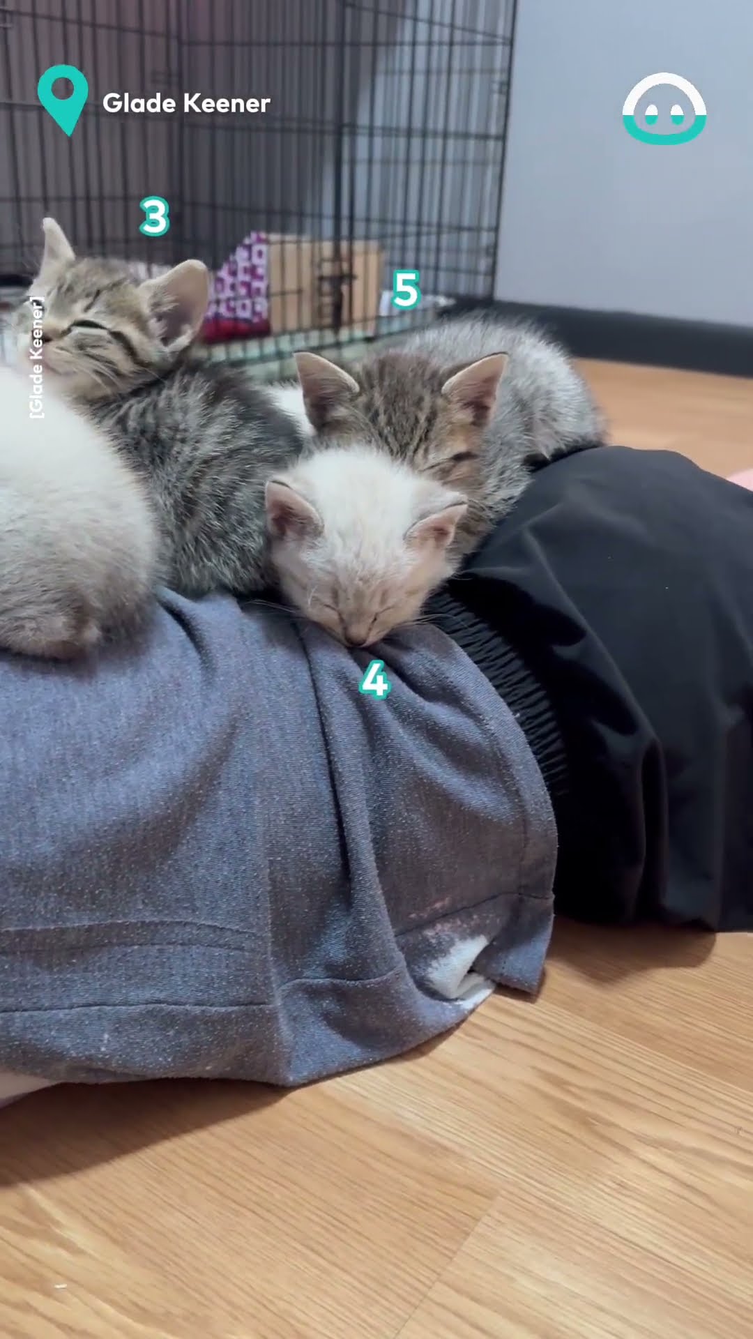 Kittens Find Perfect Nap Spot || ViralHog