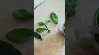 видео: Замиокулькас. Размножение, самый простой способ . Zamioculcas breeding картинка: Замиокулькас. Размножение, самый простой способ . Zamioculcas breeding