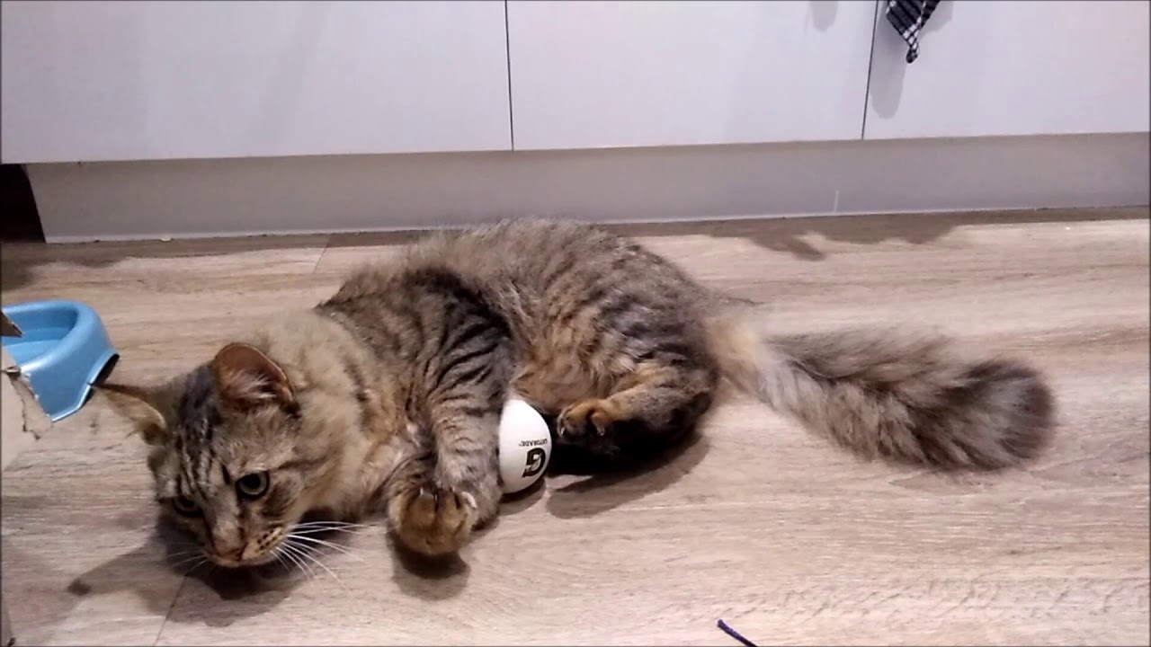 Fluff kicks the tennis ball