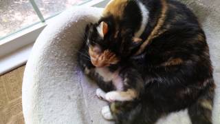 Meet Miss Pea a Domestic Shorthair currently available for adoption at Petango.com! 8/2/2015 9:18:30