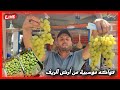 فيصل يبيع العنب والكرموس للجالية خيرات الأرض بين يديكم من قلب الريف فيصل يبيع العنب والكرموس للجالية خيرات الأرض بين يديكم من قلب الريف