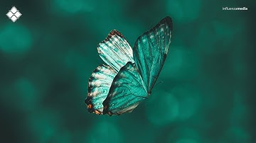 Oversight -  Butterflies (feat. Emilee Boyce)