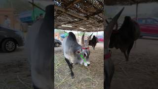 🥰kangayam Breed❤️✨