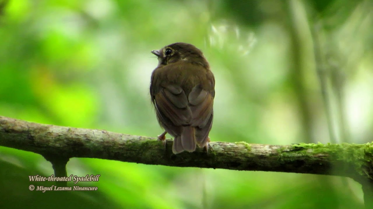 White-throated Spadebill - Plataforma, Cordillera Azul Mountain.