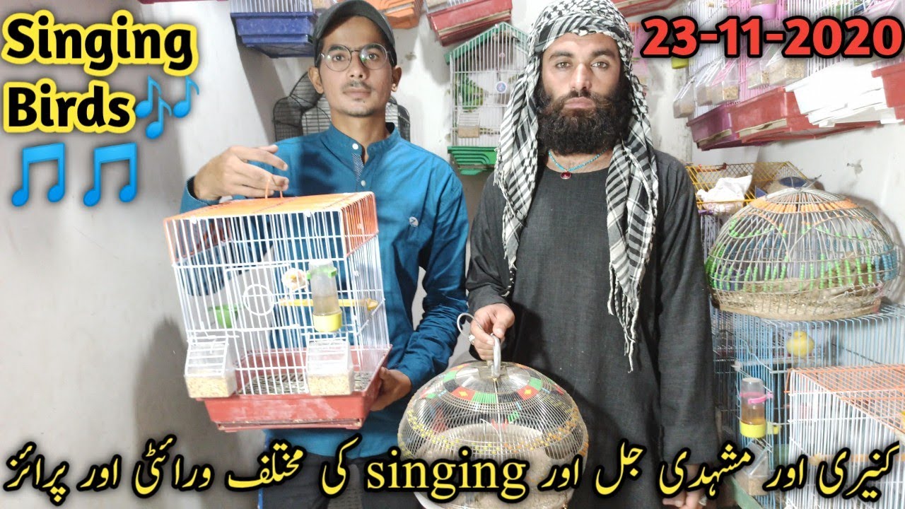 Visit Canary And All Singing Birds Shop in saddar birds Market Karachi