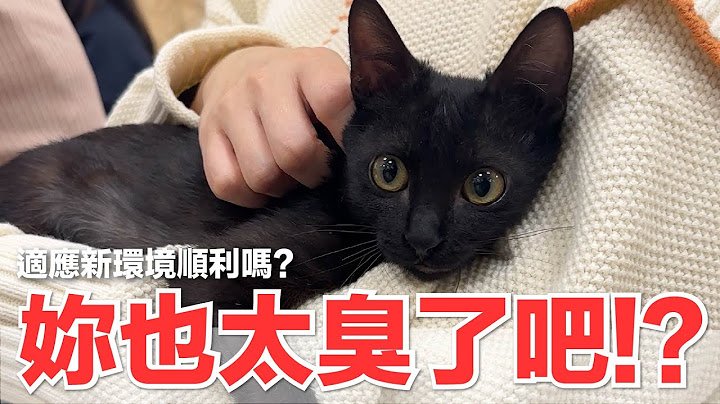 【好味小姐】妳也太臭了吧！？適應新環境順利嗎？｜好味貓日常248