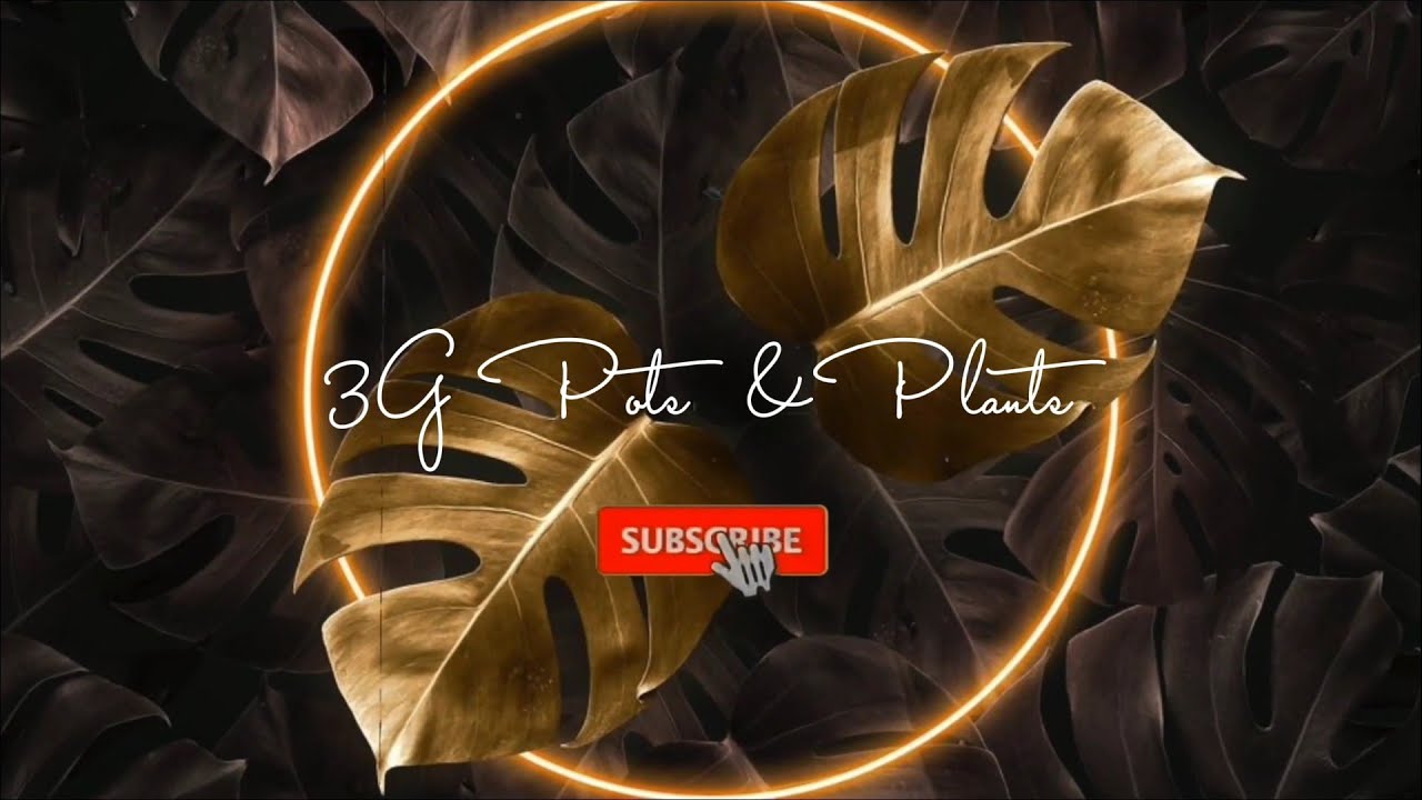 Intro | 3G Pots & Plants