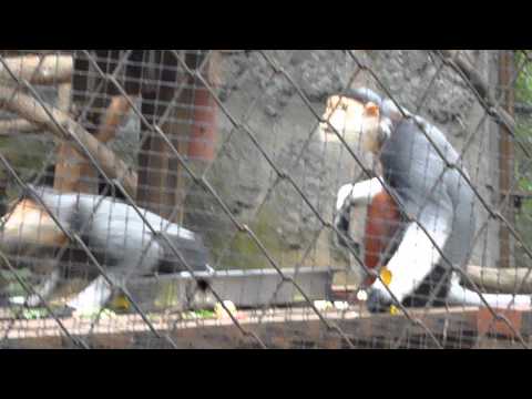 Monky_62_チェンマイ動物園