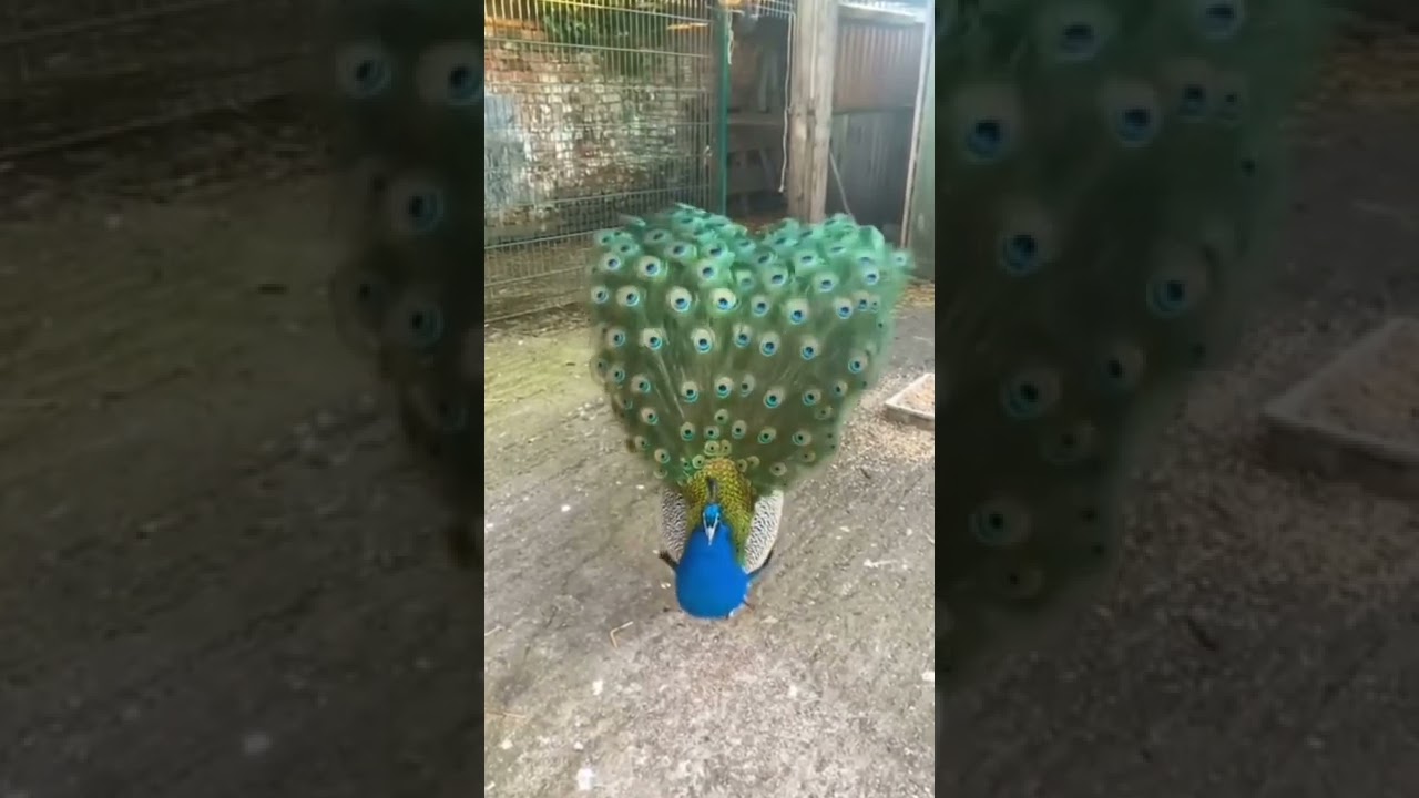 OMG😱So Beautiful 😍 Relaxing Satisfying Peacock Dance with Real Peacock Sound🦚 Awesome Video 🥰