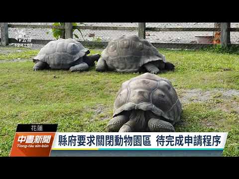 兆豐農場傳遊客騎象龜 遭檢舉無展演許可|20211104 公視中晝新聞