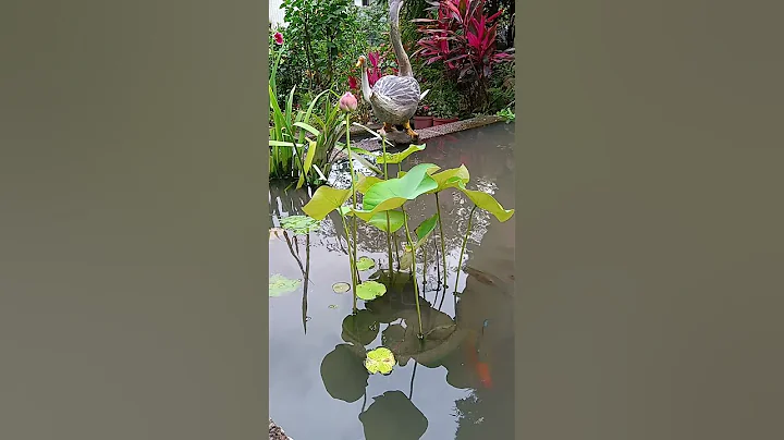 Lotus 荷花 荷花 - 天天要闻