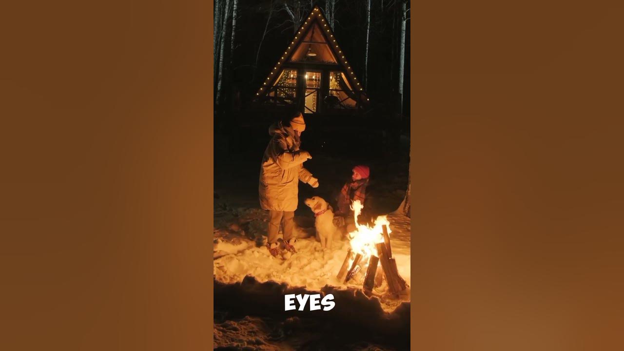 Did You Know? Dogs Have Night Vision Superpowers!