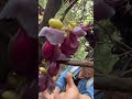 the process of harvesting fruit in the garden is done manually by picking it#creative