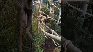 It’s a pirates life for me… 🏴‍☠️ #piratesofthecaribbean #pirates #pirateslife #gibbon #disney
