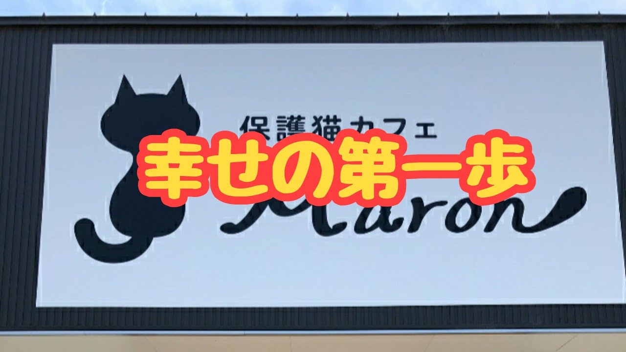 何回かお世話になってる和歌山県海南市の初保護猫カフェマロンさんです 猫ちゃんだけでなく私達も救って下さる素晴らしい女性がなさってます Youtube 何回かお世話になってる和歌山県海南市の初保護猫カフェマロンさんです 猫ちゃんだけでなく私達も救って下さる素晴らしい女性がなさってます Youtube