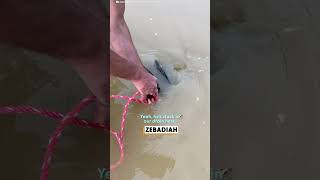 Guy Pulls A Snapping Turtle Out Of A Pond Drain The Dodo