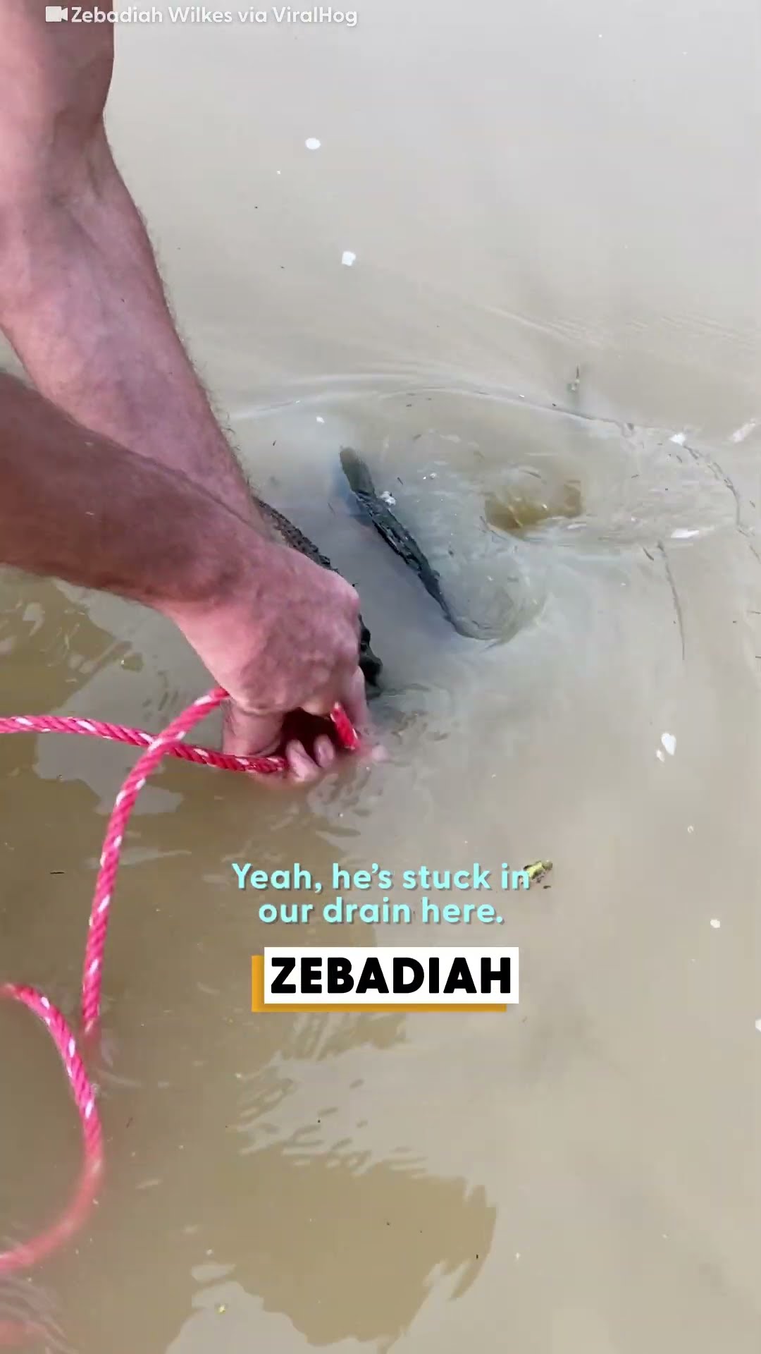 Guy Pulls A Snapping Turtle Out Of A Pond Drain | The Dodo