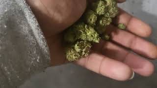 Planet of the grapes 25%thc #sqdcreview