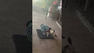 Precious Dog Attempts Playful Ballet-Inspired Dance