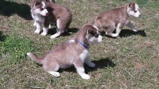 Steven Miller's Husky Puppies by Mt Hope Puppies 88 views 16 hours ago 1 minute, 27 seconds