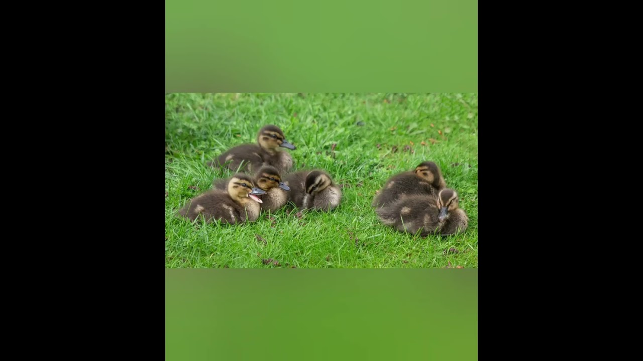 Кряканье уток