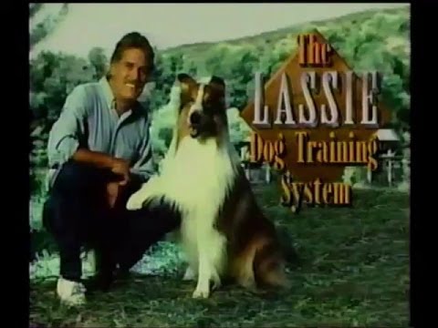 dog training