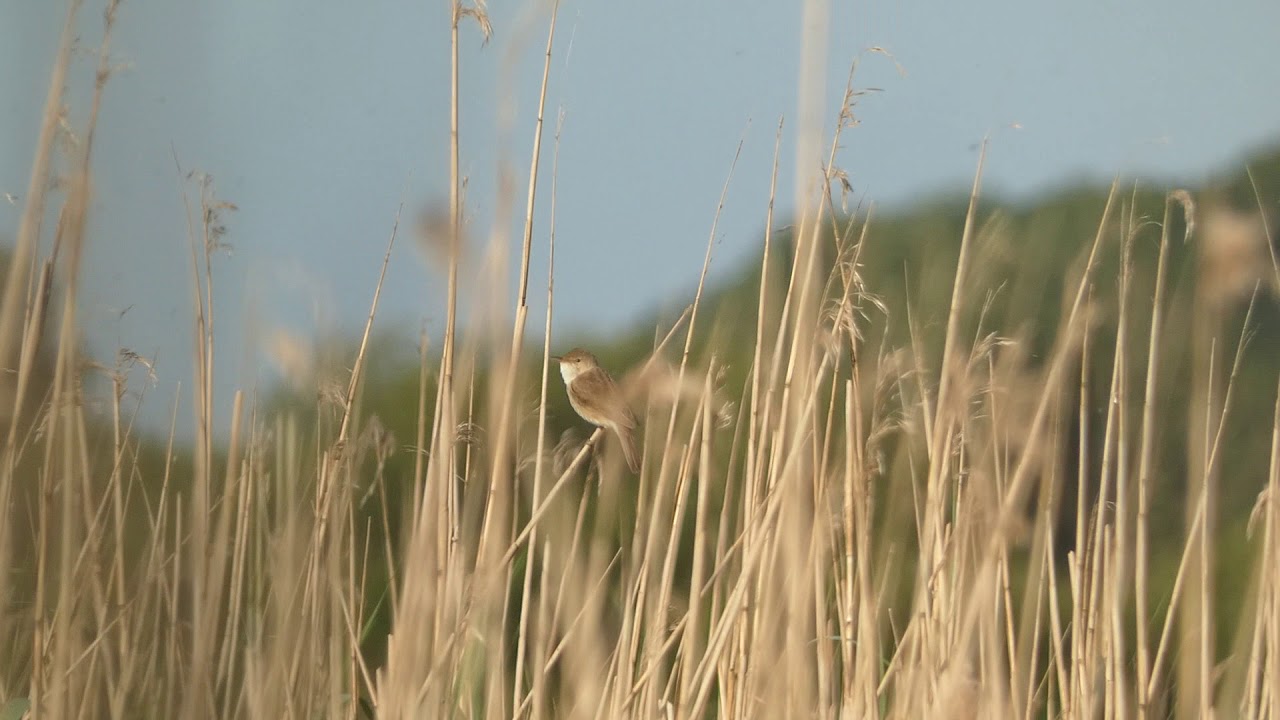 Reed warbler-02/06/20 