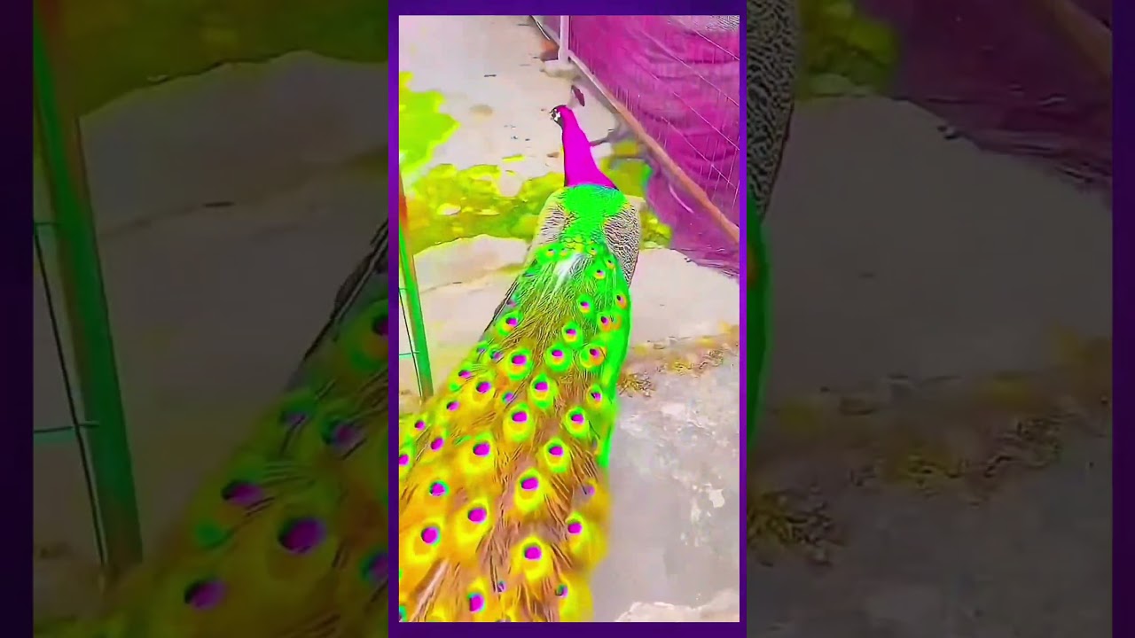 Amazing peacock and peahen | 