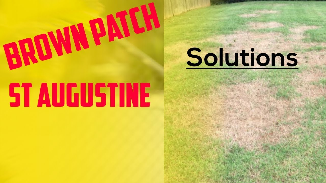 Brown Patch Disease ST Augustine - YouTube