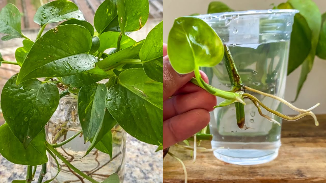 Como fazer muda de Jibóia Propagando jibóia YouTube