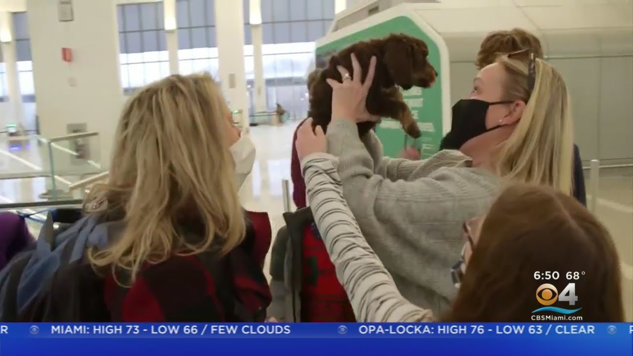 Pandemic Has Led To A Surge In Pet Adoptions