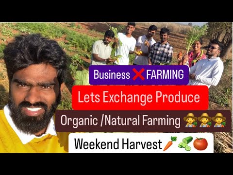 Weekend Harvest Organic ❌ Natural farming|Shiva Keshampet| ప్రకృతివ్యవసాయం/సేంద్రియ వ్యవసాయం