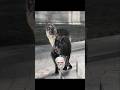 Dogs With INSANE Aura 😲🙏 #shorts #skulledit #edit #dogs #usa
