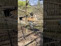 #russiantiger #life #asrmvideo #amurtiger #asmrlife #asrm