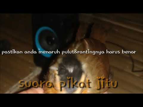 suara pikat pelanduk topi hitam ribut 100%terbukti malehoy geboy😂👍🏿