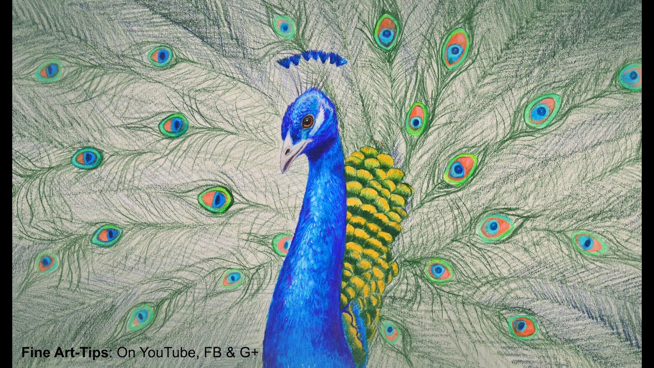 ⁣How to Draw a Peacock With Color Pencils - Drawing Feathers and Birds