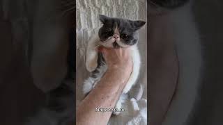 Napocats.ro | Exotic Shorthair boy: Quartz by Napocats, Exotic Shorthair & Persian Cats 226 views 1 year ago 2 minutes, 5 seconds