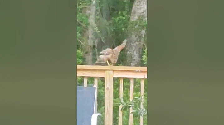 Hawk in the back yard