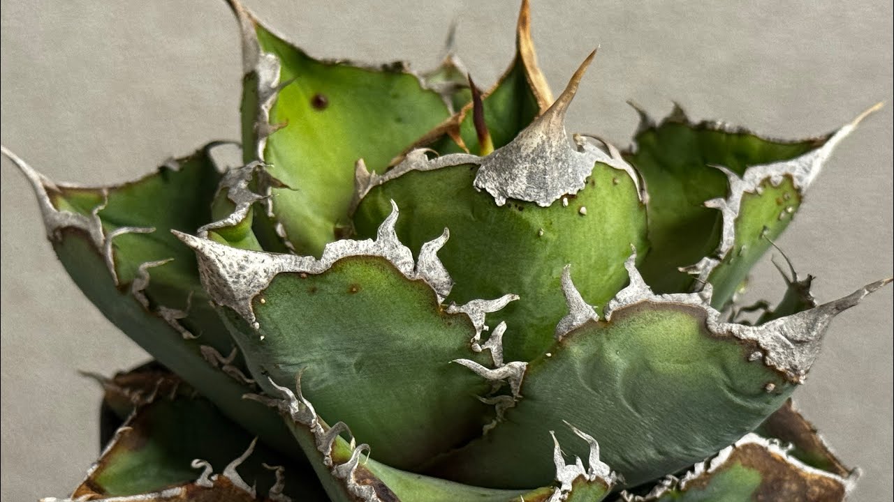 アガベ・チタノタ 繁星（小株）-069｜agave titanota star‐studded