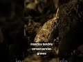 ¿Qué pasaría si desaparecieran los insectos? #insectos