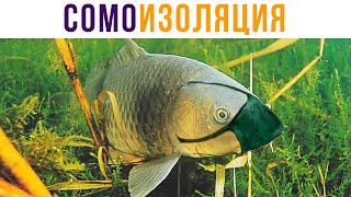 СОМОизоляция))) Приколы | Мемозг 596