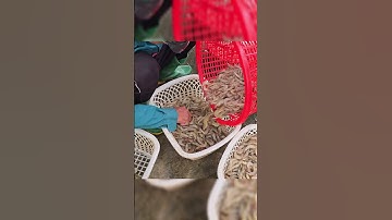 Tôm Càng Xanh | Cách Lựa Tôm Cực Đỉnh Ở Miền Tây #shorts #tomcangxanh