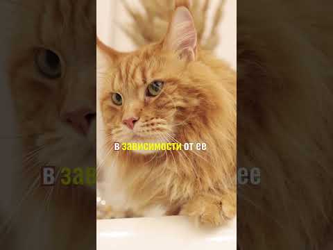 Сколько раз в день следует кормить вашу кошку?!
