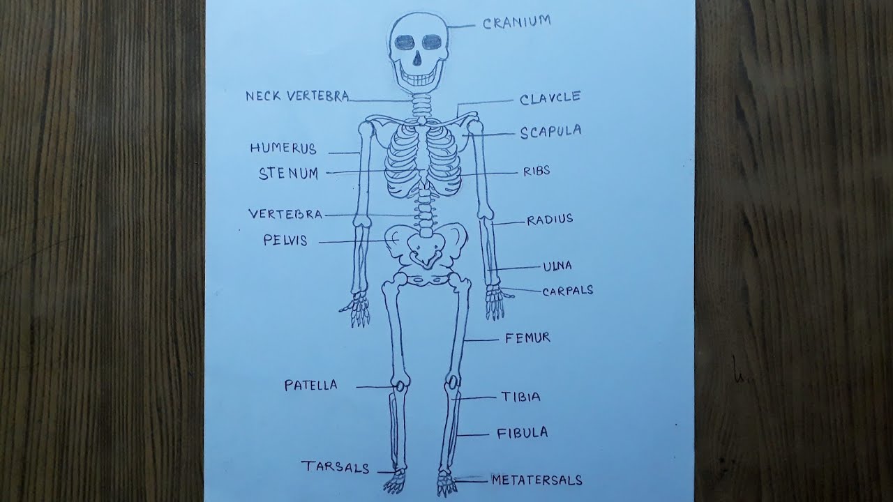 How to draw human skeleton step by step so easy - YouTube