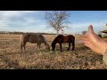Explaining Horse Herd Behavior, Pecking Order & Hierarchy - Why I Step In To Stop Horse Fighting