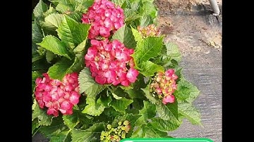 Hoa cẩm tú cầu siêu bông đẹp cắt đôi nỗi sầu