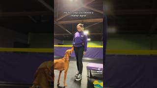 Go Click Yourself!! | Feat. Csaba, my Vizsla Friend #dogtraining #dogtrainingtips #vizsla