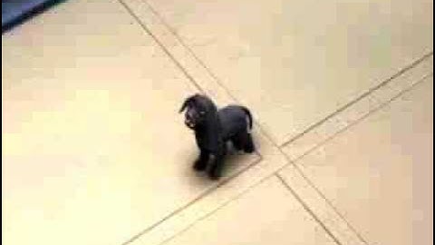 The Sims 3 Pets- Puppy Aging Up!